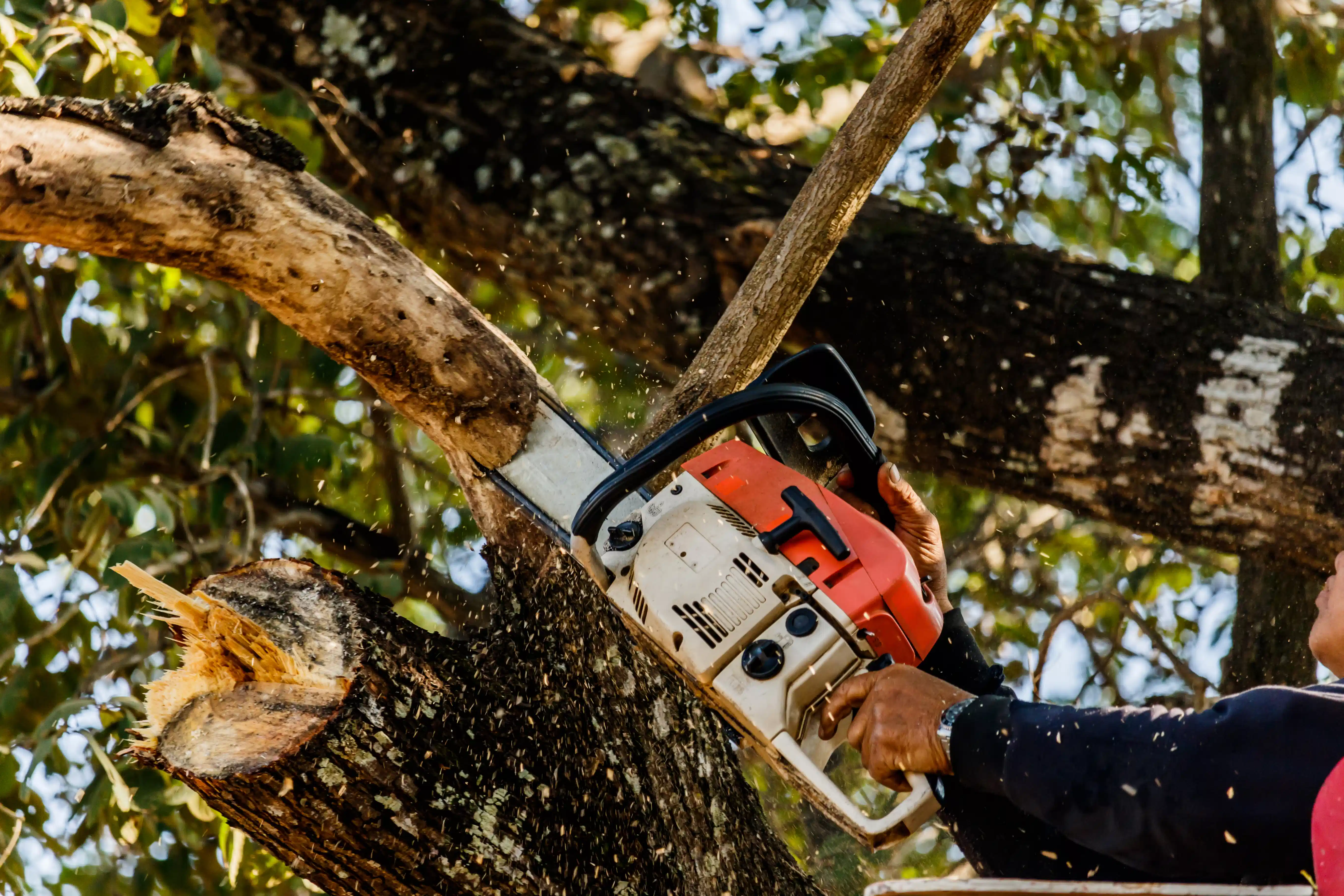 Tree Trimming and Pruning Services in Douglas GA